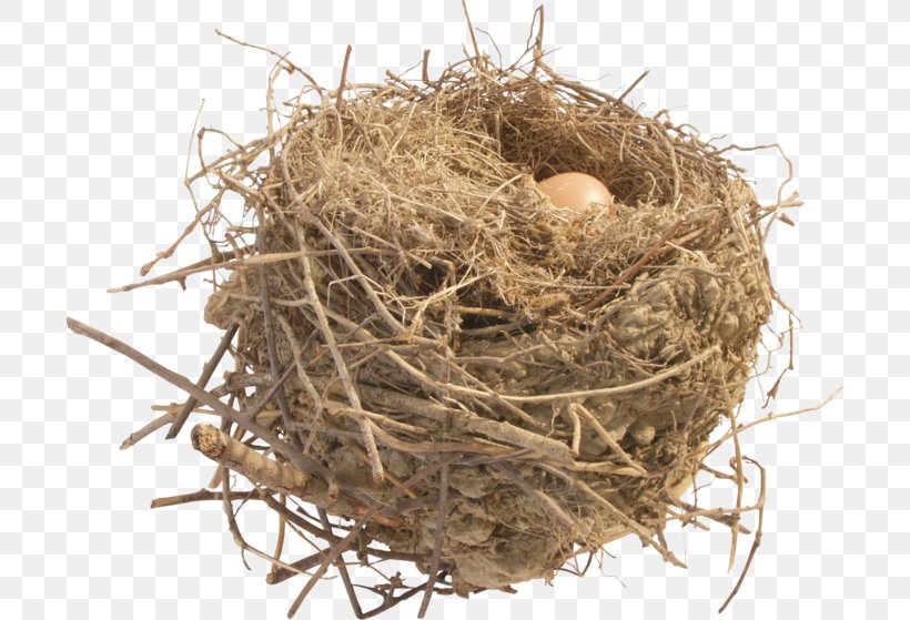 Desktop Wallpaper Clip Art, PNG, 700x559px, Nest Labs, Apple, Bird Nest, Image Resolution, Nest Download Free