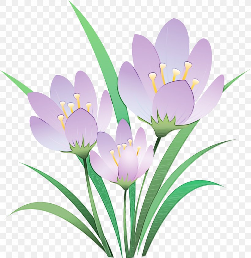 Flower Flowering Plant Cretan Crocus Crocus Tommie Crocus, PNG, 1248x1280px, Watercolor, Cretan Crocus, Crocus, Flower, Flowering Plant Download Free