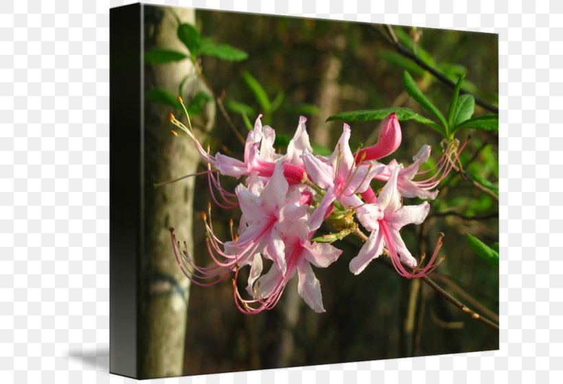 Honeysuckle Azalea Spider Flower, PNG, 650x560px, Honeysuckle, Azalea, Flora, Flower, Flowering Plant Download Free