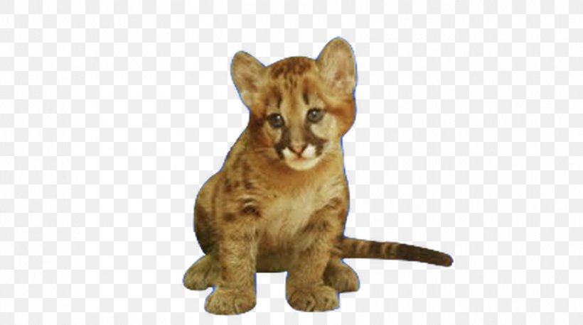 Lion Cougar Cat Child Infant, PNG, 941x526px, Lion, Animal, Animal Figure, Big Cats, Birth Download Free