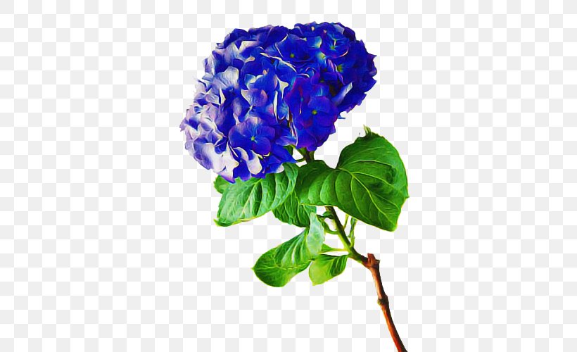 Flower Flowering Plant Blue Plant Cut Flowers, PNG, 500x500px, Flower, Blue, Cornales, Cut Flowers, Flowering Plant Download Free