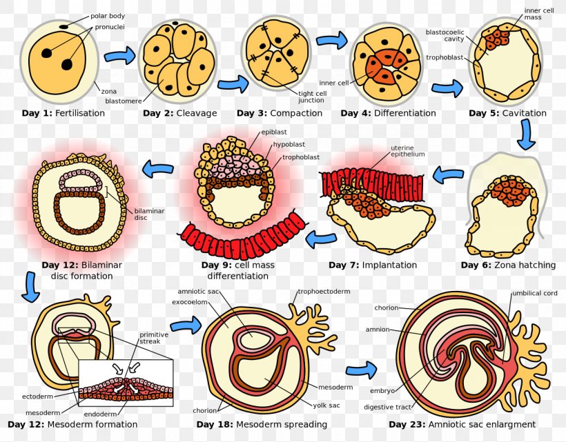 Human Embryogenesis Prenatal Development Fertilisation, PNG, 1280x1001px, Watercolor, Cartoon, Flower, Frame, Heart Download Free