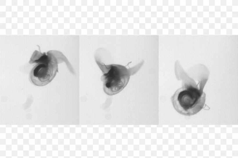 Sea Butterflies Ocean Pteropoda Sea Snail, PNG, 900x600px, Ocean, Black And White, Close Up, Common Name, Mashable Download Free