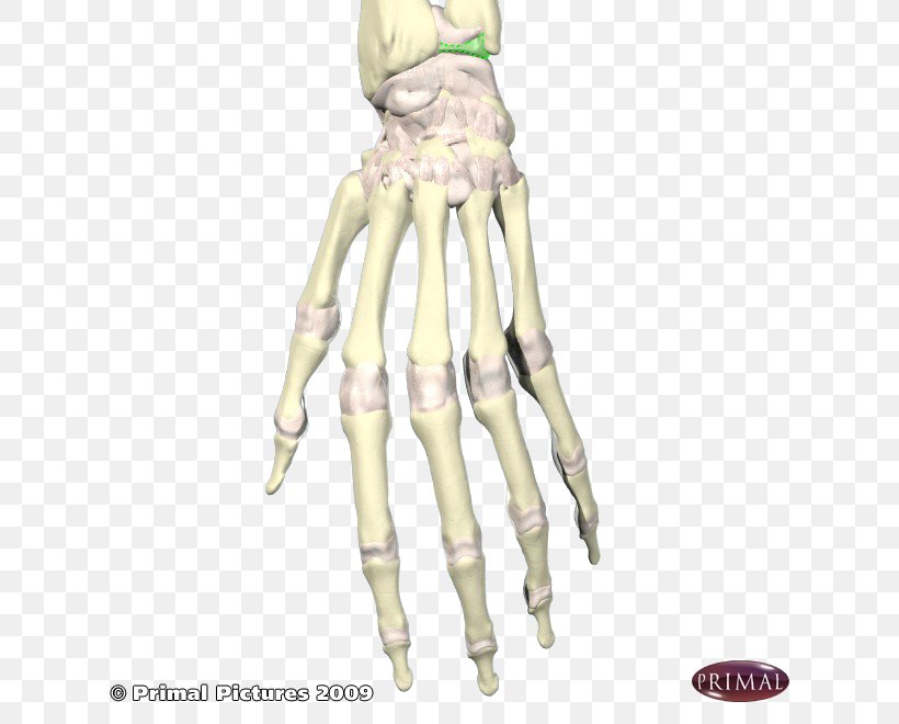 Shoulder Skeleton Organism H&M, PNG, 660x660px, Shoulder, Arm, Costume Design, Hand, Joint Download Free