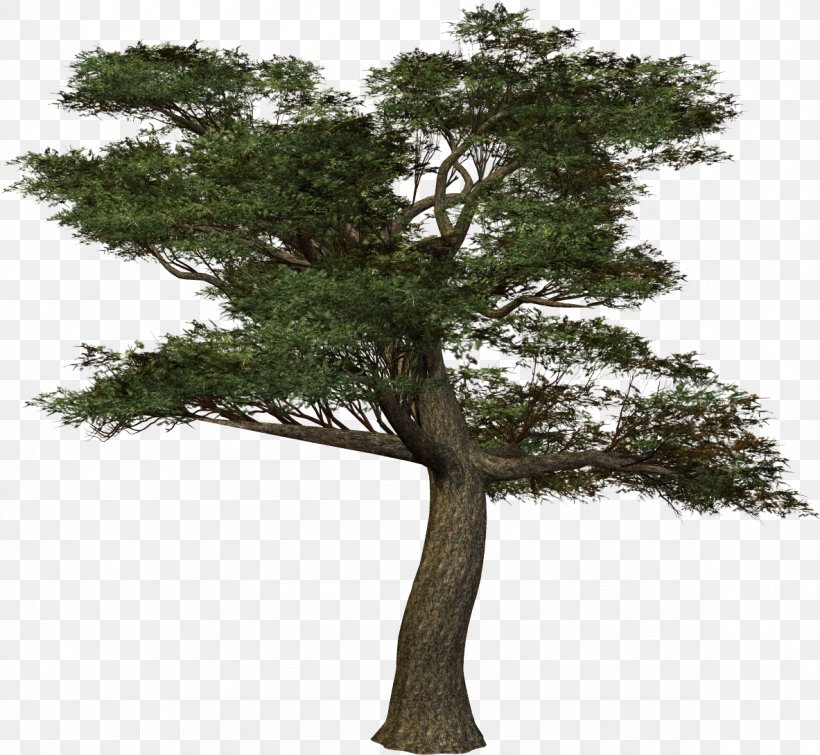 Treelet .de Clip Art, PNG, 1183x1090px, Tree, Bonsai, Branch, Computer Software, Dia Download Free