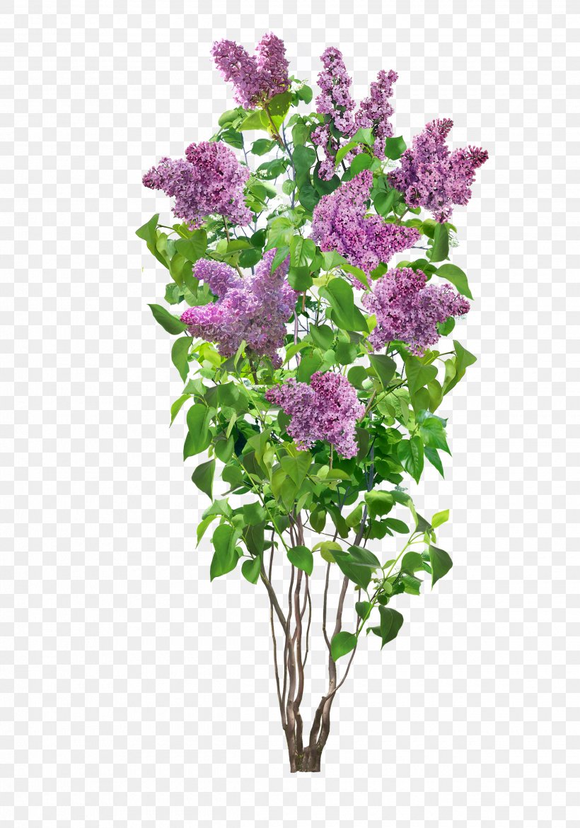 Common Lilac Flower Shrub Plant, PNG, 2480x3543px, Lilac, Annual Plant, California Lilac, Common Lilac, Cut Flowers Download Free