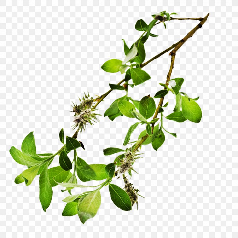 Google Images Icon, PNG, 1500x1500px, Google Images, Branch, Herb, Herbalism, Leaf Download Free