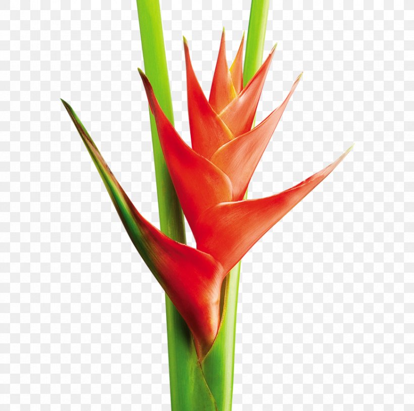 Heliconia Bihai Cut Flowers Plant Stem Tropics, PNG, 870x864px, Heliconia Bihai, Bird Of Paradise Flower, Bud, Cut Flowers, Flower Download Free