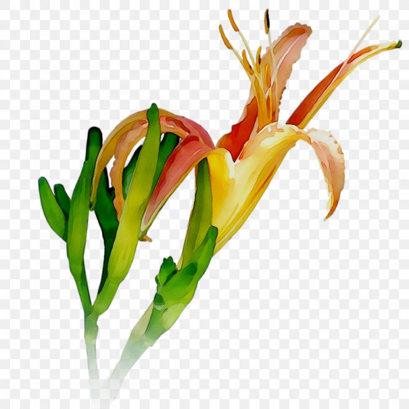 Petal Cut Flowers Plant Stem Plants, PNG, 1016x1016px, Petal, Botany, Cut Flowers, Fire Lily, Flower Download Free