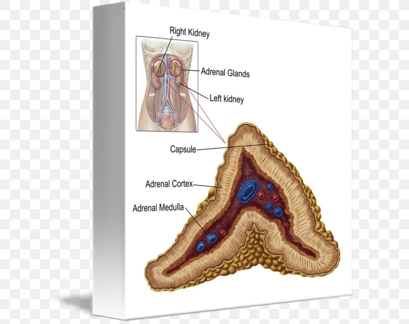 The Adrenal Cortex The Adrenal Gland Anatomy, PNG, 606x650px, Watercolor, Cartoon, Flower, Frame, Heart Download Free
