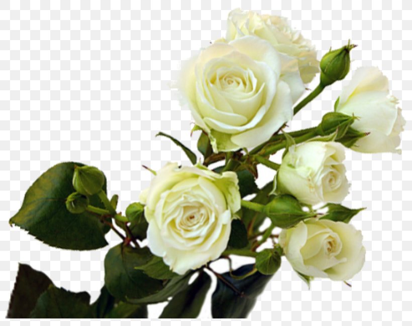 Garden Roses Cabbage Rose Floribunda Flower Bouquet, PNG, 800x650px, Garden Roses, Artificial Flower, Bloemisterij, Blomsterbutikk, Cabbage Rose Download Free
