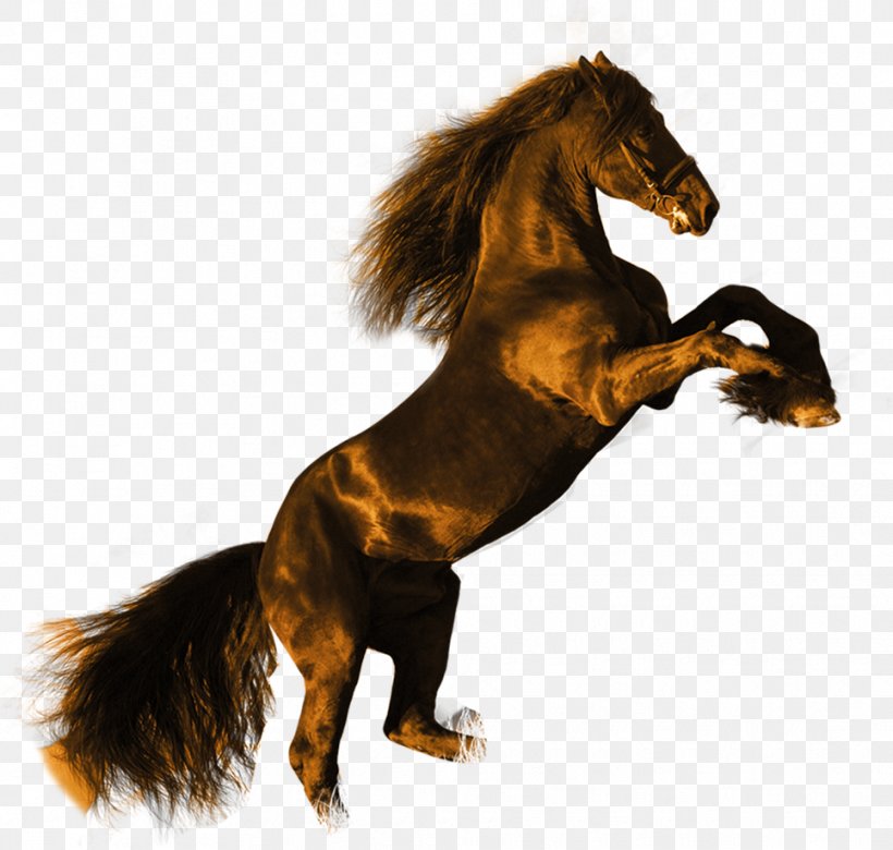 Friesian Horse Stallion High-definition Video Black Wallpaper, PNG, 965x919px, Friesian Horse, Black, Black Stallion, Display Resolution, Highdefinition Television Download Free