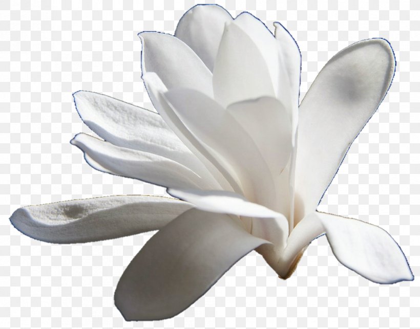 Image Clip Art Magnolia JPEG, PNG, 991x778px, Magnolia, Decoupage, Deviantart, Flower, Flowering Plant Download Free