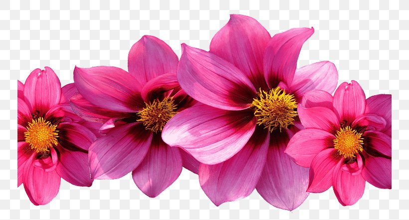 Pink Flowers Dahlia Clip Art, PNG, 750x441px, Flower, Annual Plant, Chrysanths, Cosmos, Cut Flowers Download Free
