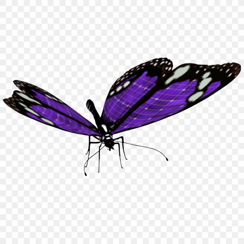 Butterfly Photography Clip Art, PNG, 3000x3000px, Butterfly, Albom, Arthropod, Brush Footed Butterfly, Butterflies And Moths Download Free