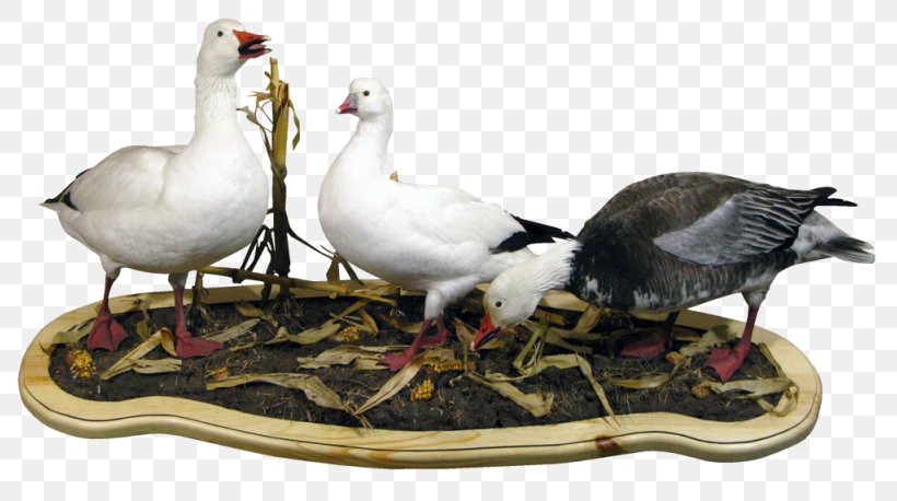 Duck Goose Fauna Feather Seabird, PNG, 800x458px, Duck, Beak, Bird, Ducks Geese And Swans, Fauna Download Free