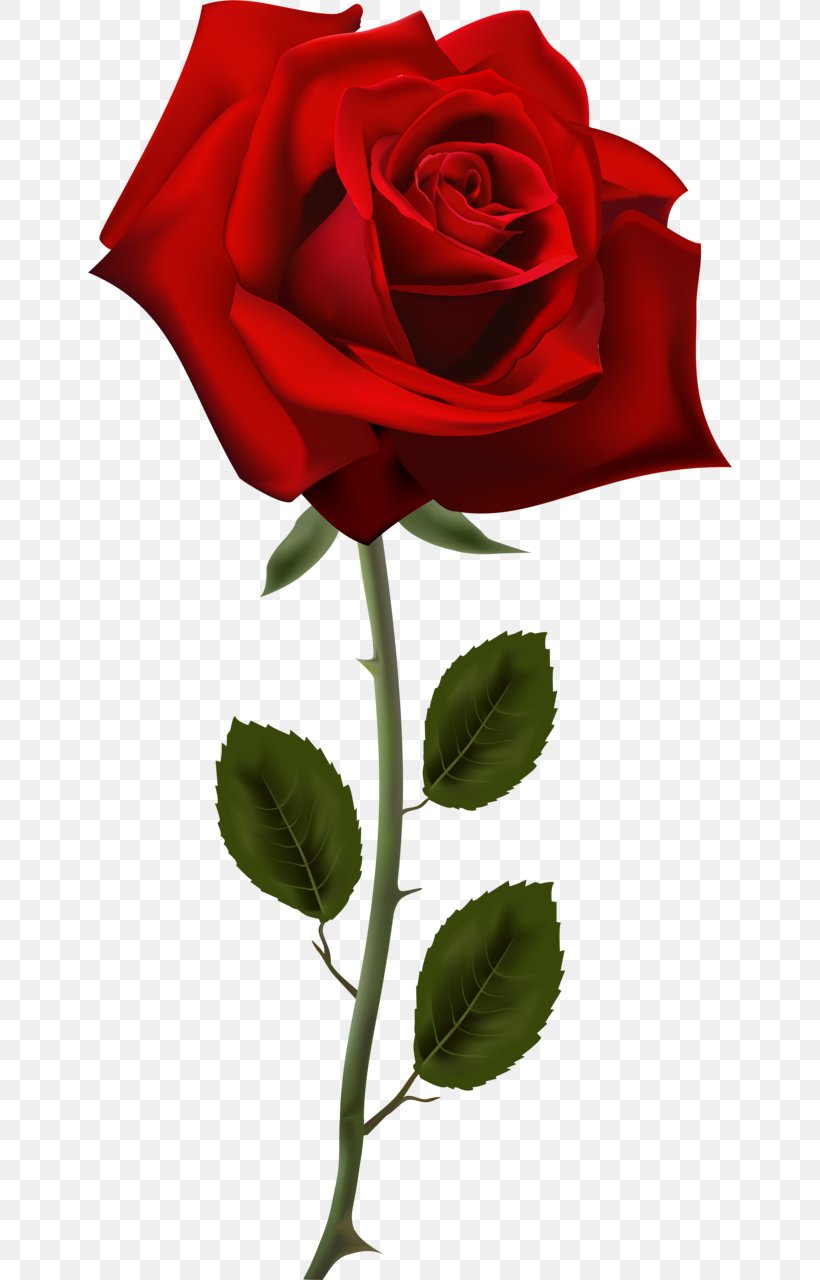 Rose Clip Art, PNG, 644x1280px, Rose, China Rose, Cut Flowers, Drawing, Floribunda Download Free