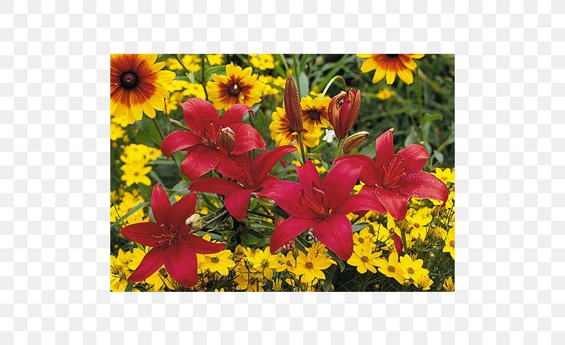 Autumn Annual Plant Flowering Plant Wildflower Shrub, PNG, 500x500px, Autumn, Annual Plant, Flora, Flower, Flowering Plant Download Free
