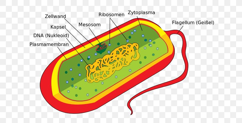 Bacterial Cell Structure Ribosome Prokaryote, PNG, 640x417px, Bacterial Cell Structure, Area, Bacteria, Biology, Cell Download Free