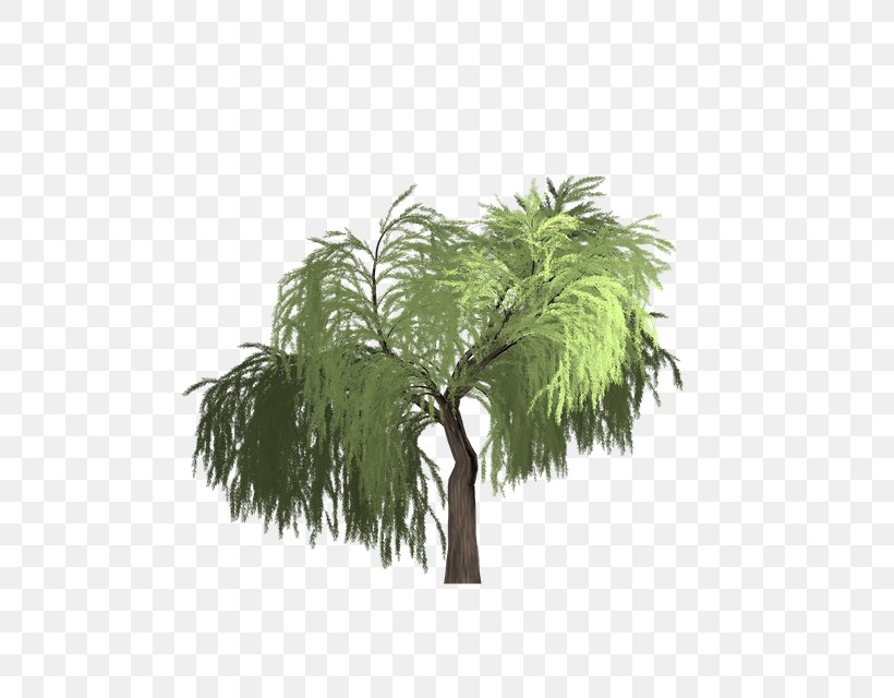 Date Tree Leaf, PNG, 640x640px, Willow, Arecales, Asian Palmyra Palm, Attalea Speciosa, Date Palm Download Free