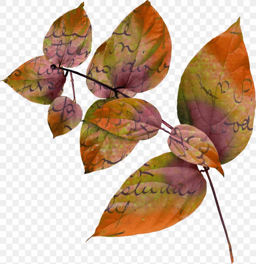 Leaf Megabyte Clip Art, PNG, 1552x1600px, Leaf, Megabyte, Plant Download Free