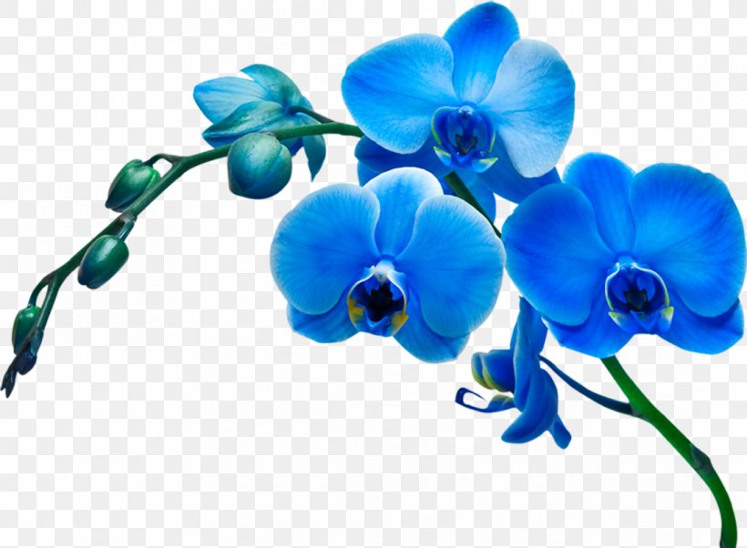 Moth Orchids Flower Stock Photography Blue, PNG, 1088x800px, Orchids, Blue, Cattleya Orchids, Cut Flowers, Flora Download Free