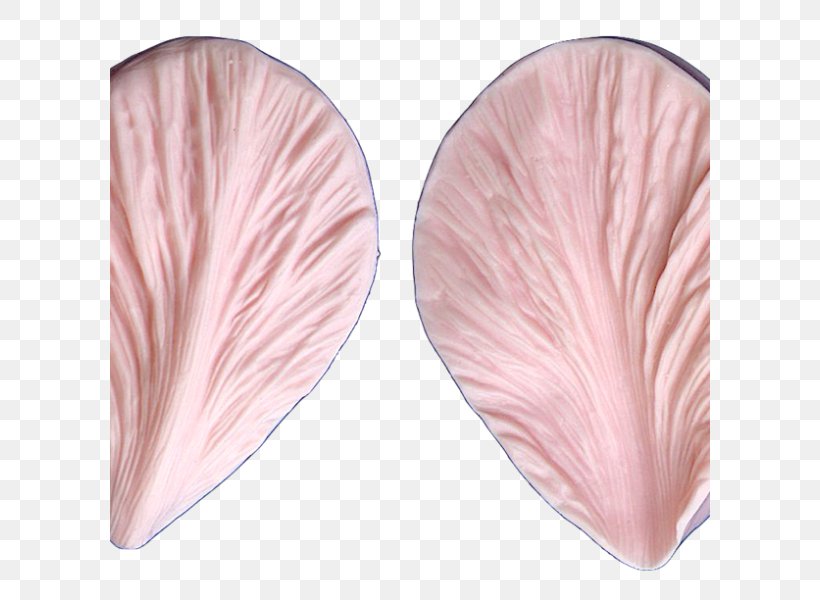 Petal Pink M Peach, PNG, 600x600px, Petal, Peach, Pink, Pink M Download Free