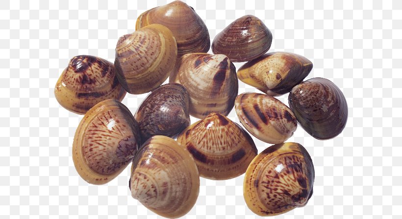 Seashell Download, PNG, 600x448px, Seashell, Animal Source Foods, Clam, Clams Oysters Mussels And Scallops, Cockle Download Free