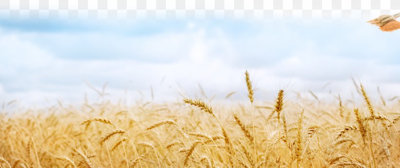 Wheat Fields Desktop Wallpaper Cereal Sowing, PNG, 1964x826px, Wheat, Agriculture, Barley, Cereal, Commodity Download Free