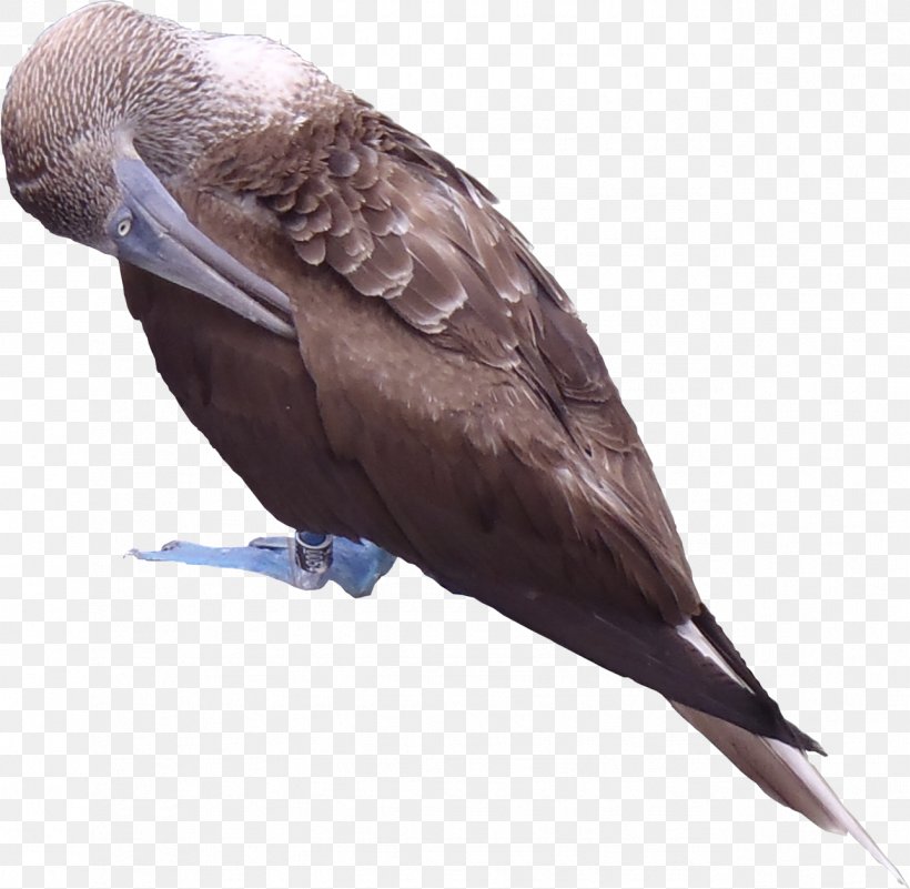 Blue-footed Booby Texture Mapping Galápagos Islands 3D Computer Graphics Red-footed Booby, PNG, 1288x1259px, 3d Computer Graphics, Bluefooted Booby, Beak, Bird, Booby Download Free