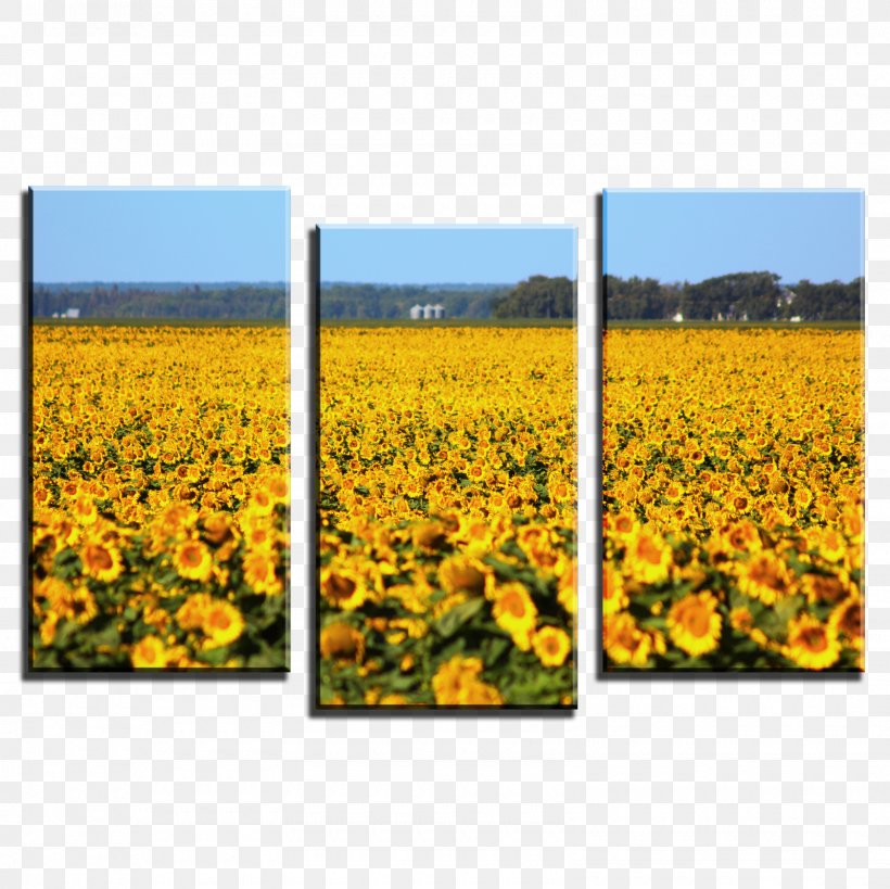 Canvas Print Printing Giclée Art, PNG, 1600x1600px, Canvas Print, Art, Canola, Canvas, Daisy Family Download Free