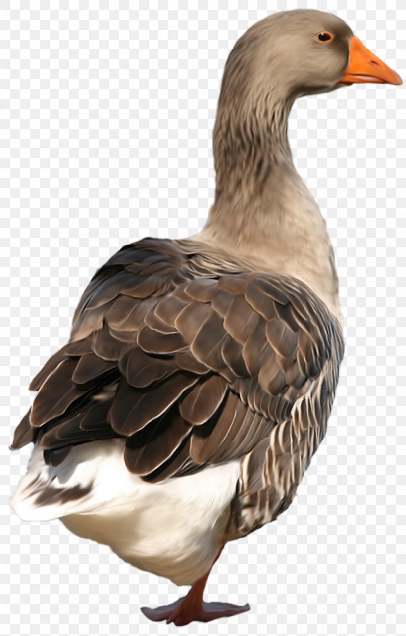 Duck Bird Goose Vasifresh Clip Art, PNG, 1021x1600px, Duck, Anatidae, Beak, Bird, Chicken Meat Download Free