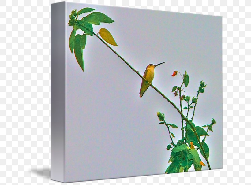 Imagekind Art Poster Hummingbird Canvas, PNG, 650x605px, Imagekind, Art, Bird, Branch, Canvas Download Free