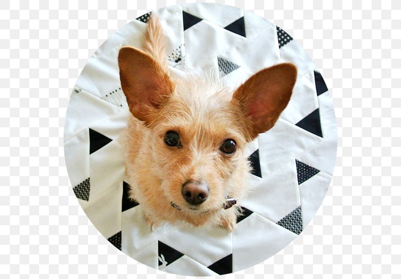 Norwich Terrier Australian Terrier Portuguese Podengo Quilt Dog Breed, PNG, 570x570px, Norwich Terrier, Australian Terrier, Breed, Carnivoran, Companion Dog Download Free