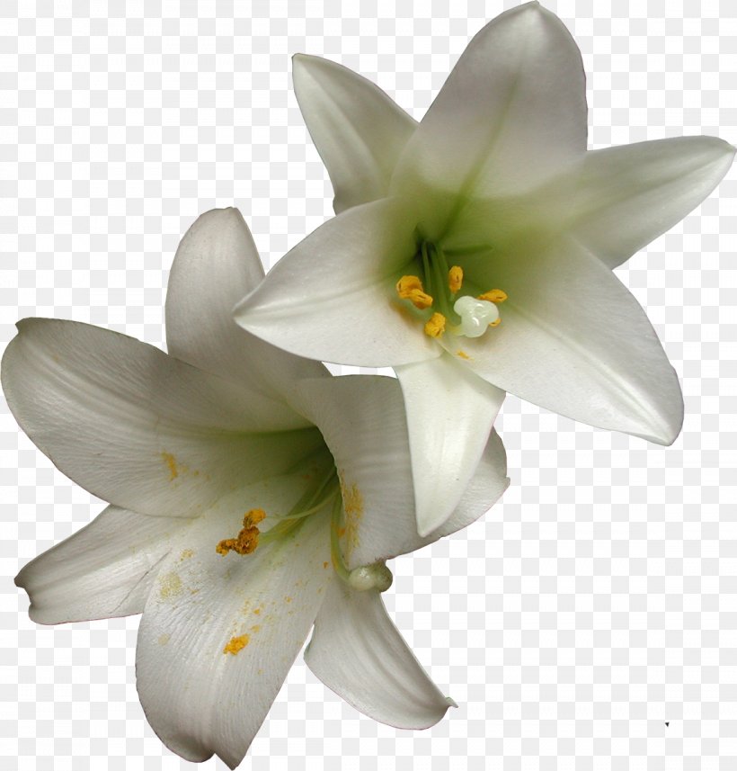 Petal Lily M, PNG, 1148x1200px, Petal, Flower, Flowering Plant, Lily, Lily Family Download Free