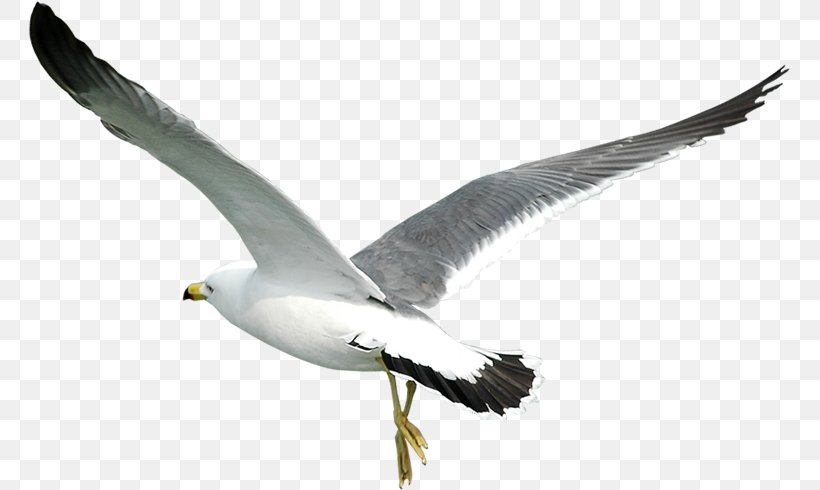 Download Bird Computer File Clip Art, PNG, 761x490px, Bird, Archive File, Beak, Charadriiformes, Common Gull Download Free