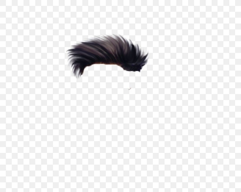 Tail Fur Eyelash Feather Snout, PNG, 808x653px, Tail, Black, Black M, Eyelash, Feather Download Free