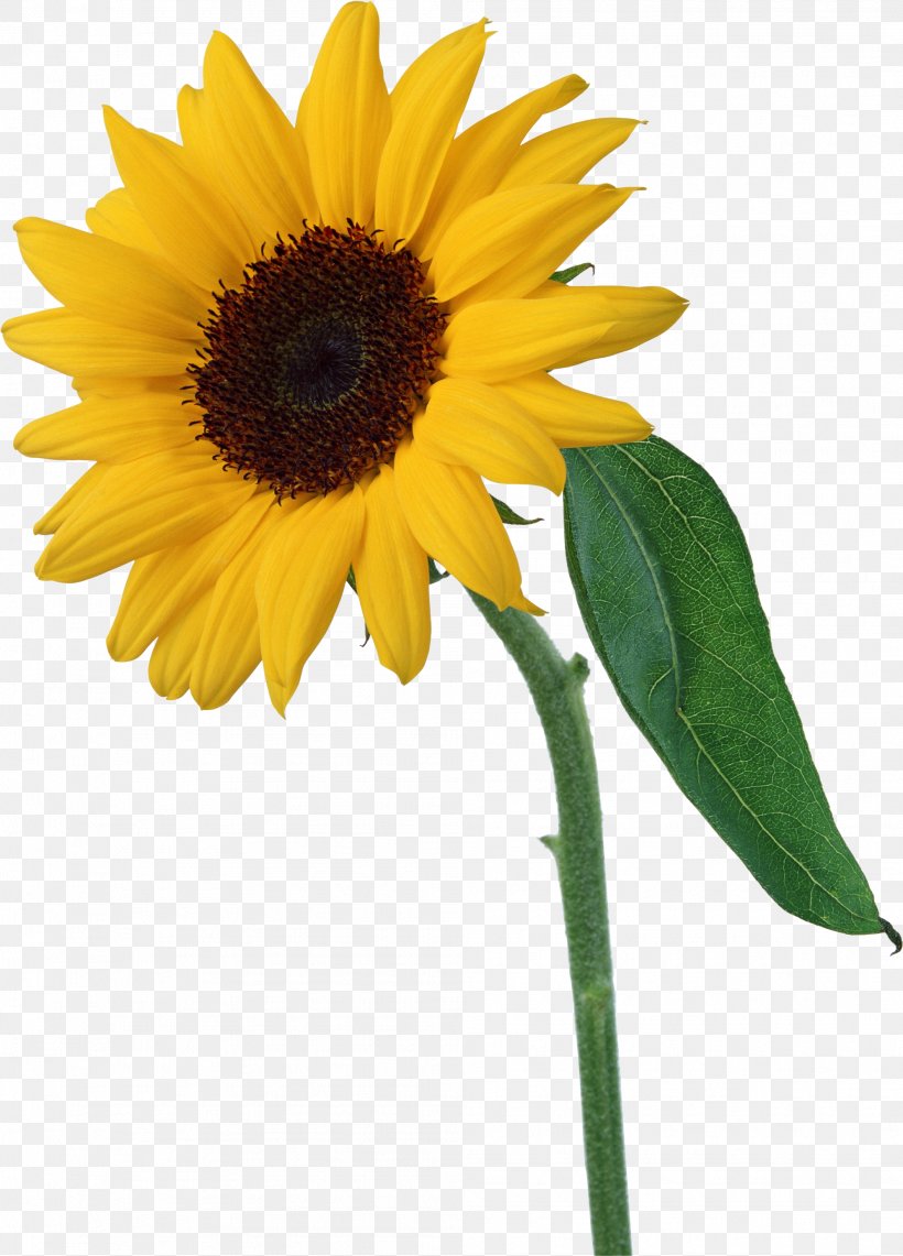 Common Sunflower Clip Art, PNG, 1989x2770px, Common Sunflower, Annual Plant, Daisy Family, Flower, Flowering Plant Download Free