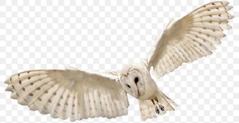Owl Bird Flight, PNG, 800x424px, Owl, Beak, Bird, Bird Of Prey, Eagle Download Free