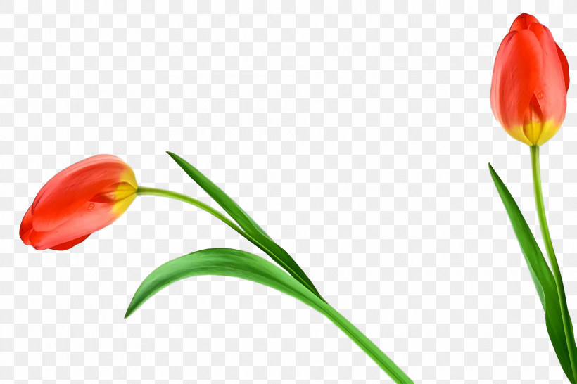 Plant Stem Tulip Cut Flowers Bud Petal, PNG, 1920x1280px, Plant Stem, Biology, Bud, Cut Flowers, Flower Download Free