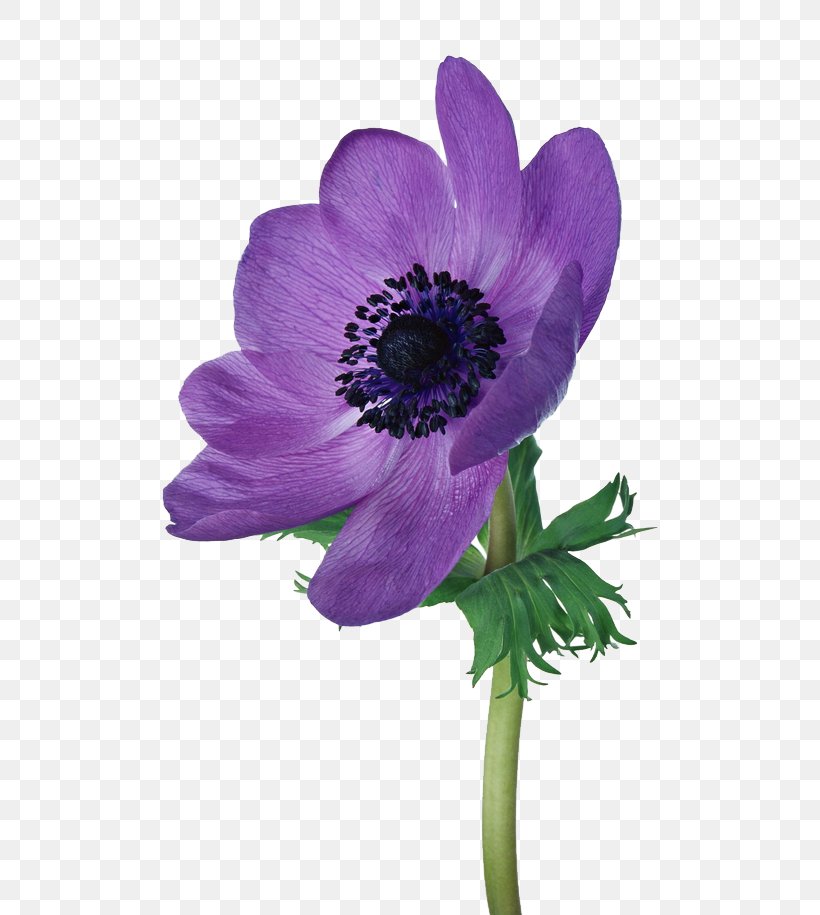 Poppy Anemone Cut Flowers, PNG, 650x915px, Poppy Anemone, Anemone, Anemone Apennina, Annual Plant, Cut Flowers Download Free