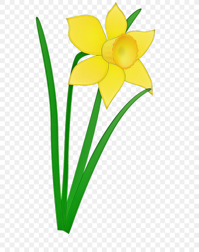 Yellow Flower Petal Plant Narcissus, PNG, 555x1039px, Yellow, Amaryllis Family, Cut Flowers, Flower, Narcissus Download Free