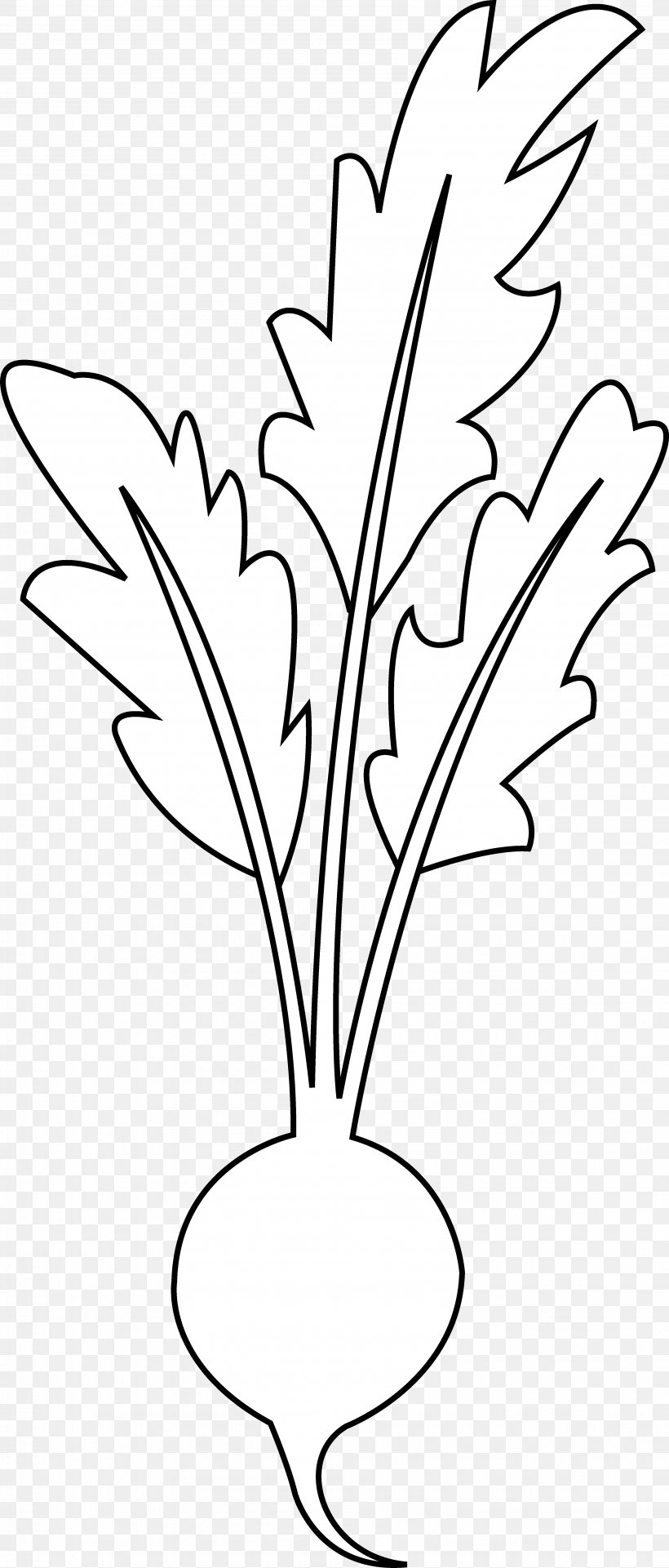 Beetroot Line Art Vegetable Black And White Clip Art, PNG, 3882x9097px, Beetroot, Beet, Black And White, Branch, Cartoon Download Free