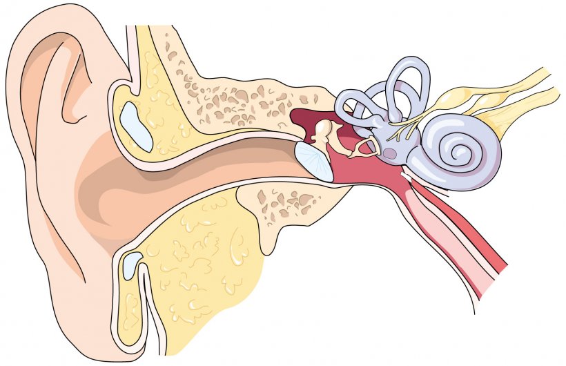 Eardrum Ear Canal Outer Ear Middle Ear, PNG, 1690x1093px, Watercolor, Cartoon, Flower, Frame, Heart Download Free