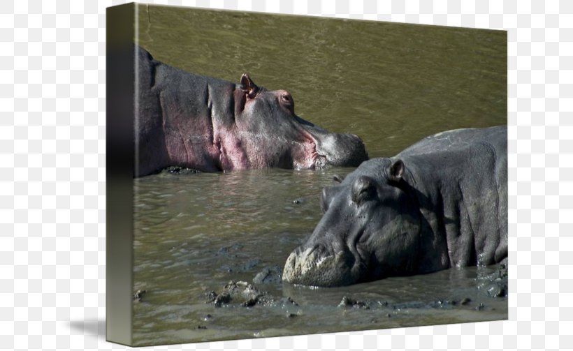 Hippopotamus Terrestrial Animal Wildlife Snout, PNG, 650x503px, Hippopotamus, Animal, Fauna, Organism, Snout Download Free