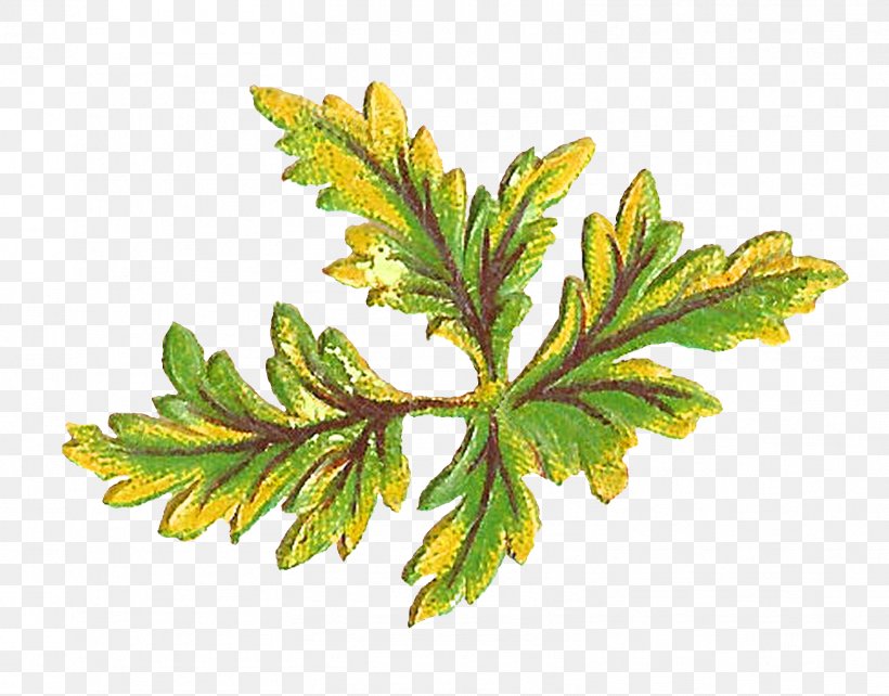 Leaf Botany Art Clip Art, PNG, 1569x1229px, Leaf, Antique, Art, Botanical Garden, Botany Download Free