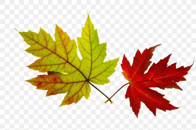 Maple Leaf Photography Royalty-free, PNG, 1000x666px, Maple Leaf, Autumn, Green, Leaf, Maple Download Free