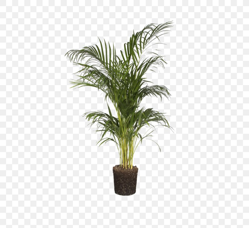 Palm Tree Background, PNG, 750x750px, Areca Palm, Arecales, Date Palm, Dypsis, Elho Pots Download Free
