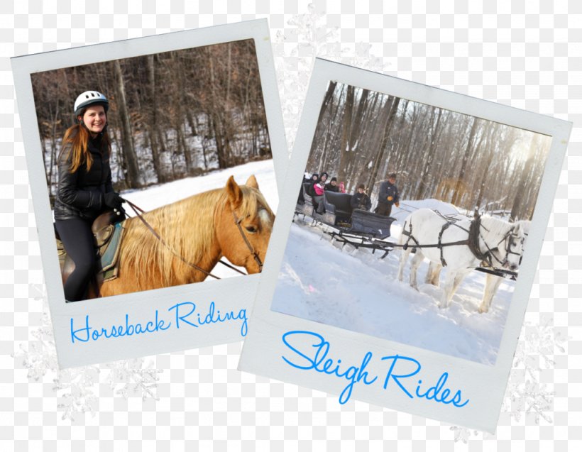 Rocking Horse Ranch Winter Resort, PNG, 1024x796px, Horse, Advertising, Amusement Park, Family, Horse Like Mammal Download Free