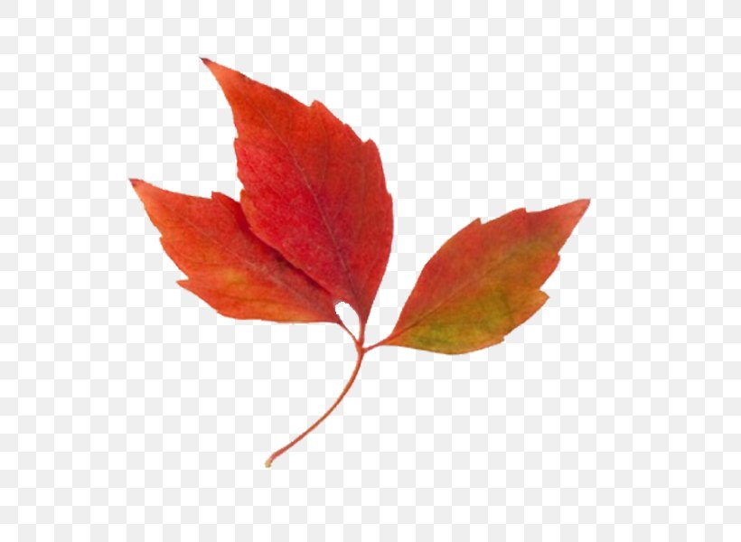 Autumn Leaf Color Clip Art, PNG, 600x600px, Autumn, Autumn Leaf Color, Blog, Color, Leaf Download Free
